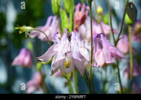 Helle saftige Natur mit hellen Sonnenstrahlen. Schöne zarte rosa, lila Glocken mit grünen Blättern, die im Garten wachsen. Stockfoto