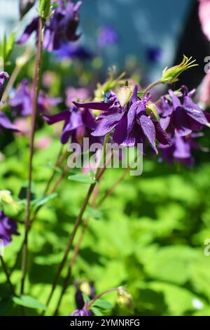 Helle saftige Natur mit hellen Sonnenstrahlen. Schöne zarte rosa, lila Glocken mit grünen Blättern, die im Garten wachsen. Stockfoto