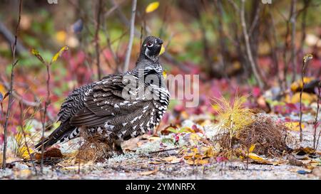 Männliches Fichtenhuhn (Canachites canadensis), der in die Kamera blickt, mit aufgeblähten Federn Stockfoto