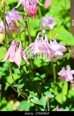 Helle saftige Natur mit hellen Sonnenstrahlen. Schöne zarte rosa, lila Glocken mit grünen Blättern, die im Garten wachsen. Stockfoto