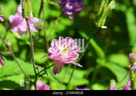 Helle saftige Natur mit hellen Sonnenstrahlen. Schöne zarte rosa, lila Glocken mit grünen Blättern, die im Garten wachsen. Stockfoto