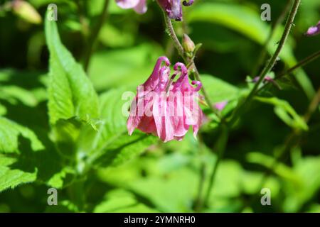 Helle saftige Natur mit hellen Sonnenstrahlen. Schöne zarte rosa, lila Glocken mit grünen Blättern, die im Garten wachsen. Stockfoto