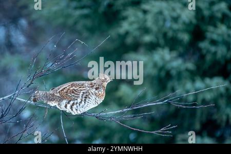 Weibchen mit Rüschen (Bonasa umbellus), die im Herbst auf einem kleinen Zweig im Wald thronten Stockfoto