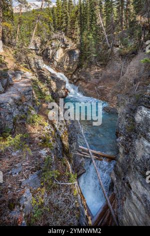 Schöner Bach mit Wasserfällen in dichtem Wald. Beauty Creek, Icefields Parkway, Alberta, Kanada Stockfoto