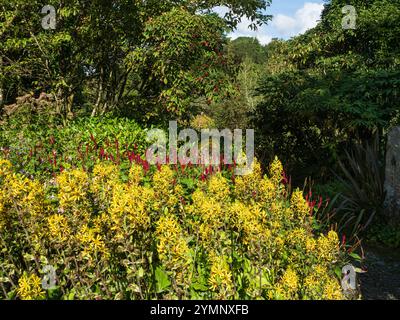 Mehrschichtige Frühherbstpflanzung mit Ligularia veitchiana, Persicaria amplexicaulis und Cornus kousa Stockfoto