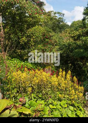 Mehrschichtige Frühherbstpflanzung mit Ligularia veitchiana, Persicaria amplexicaulis und Cornus kousa Stockfoto