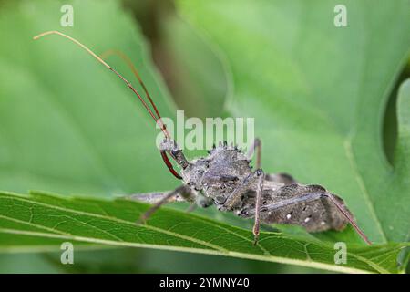 Ein nordamerikanischer Radkäfer Stockfoto