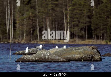 Vier Möwen auf einem Felsen in einem See. Leeres Nest rechts. Stockfoto