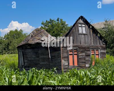 Ein altes, verlassenes Holzhaus mit einem eingestürzten Dach, umgeben von üppiger grüner Vegetation und Maispflanzen, unter einem hellblauen Himmel mit flauschigem weißem C Stockfoto