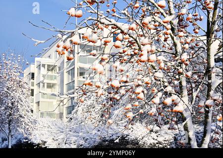 Wunderschöne Winterszene mit schneebedeckten Bäumen, die mit leuchtenden Orangenbeeren geschmückt sind. Im Hintergrund stehen moderne weiße Gebäude hoch A Stockfoto