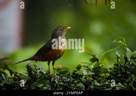 Ein Vogel steht auf einem grünen Busch im Regen. Der Vogel ist braun und schwarz Stockfoto