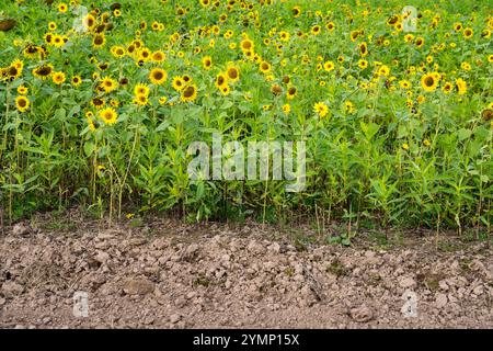 Sonnenblume (Helianthus annuus), Feld im Oktober als Deckpflanze oder Zwischenfrucht, ländliche Landschaft bei Gewissenruh, Wesertal, Wesergebirge, Wesererbe Stockfoto