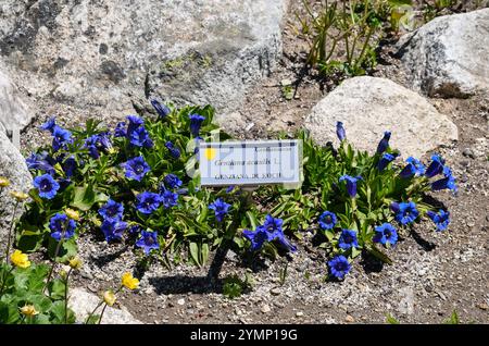 Enzian- oder Trompetenzianpflanzen (Gentiana acaulis), im Alpinen Botanischen Garten Saussurea am Pavilllon Skyway Monte Bianco, Courmayeur Stockfoto