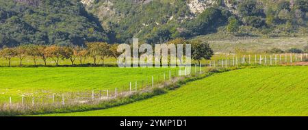 Erdnusspflanzen, die sich auf produktivem Ackerland ausbreiten, in lebendiger grüner Farbe. Erdnussplantagen. Natürlich angebaute Erdnusspflanzen mit Bäumen und mou Stockfoto
