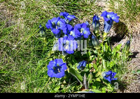 Nahaufnahme blühender Enzian- oder Trompetenenzianpflanzen (Gentiana acaulis) im Mont Blanc-Massiv, Courmayeur, Aostatal, Italien Stockfoto