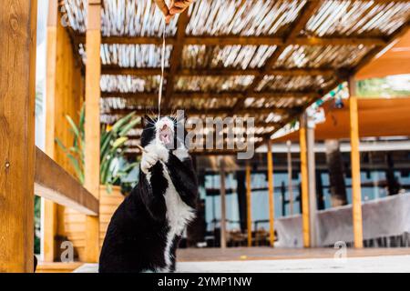 Die streunenden Katzen auf den Straßen und Stränden Zyperns Stockfoto