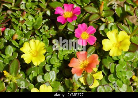 Nahaufnahme der Blumen von Portulak „Carnaval“, Moosrose (Portulaca grandiflora Carnaval), Familie der Portulacacaceae. Eine halbsukkulente Pflanze. Sommer, August Stockfoto