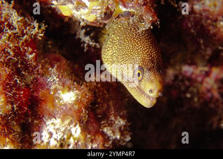 Gymnothorax miliaris - Goldentail Muray Stockfoto