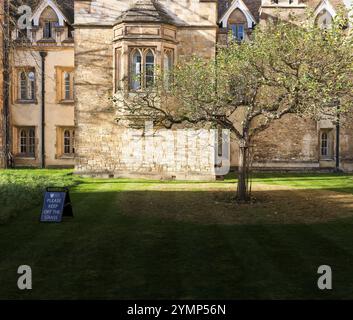 Der angebliche Isaac Newton Apfelbaum im Vorgarten des Trinity College, Cambridge University, England. Stockfoto