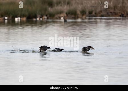 Gruppe von Hähnchen (Fulica atra), die in einem Feuchtgebiet über das Wasser laufen. Die Vögel spritzen, während sie mit den Flügeln flattern und sich schnell über die Surfa bewegen Stockfoto