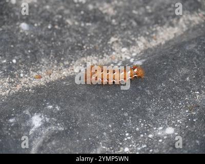 Die bunte und haarige raupe der Knotengrasmotte Acronicta rumicis auf einer grauen Steinplatte Stockfoto