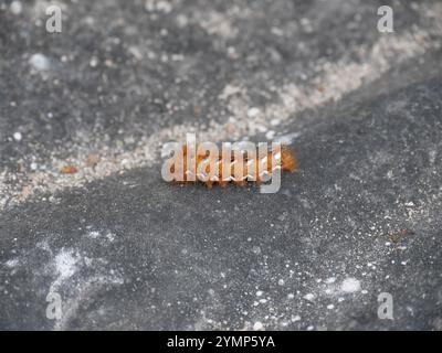 Die bunte und haarige raupe der Knotengrasmotte Acronicta rumicis auf einer grauen Steinplatte Stockfoto