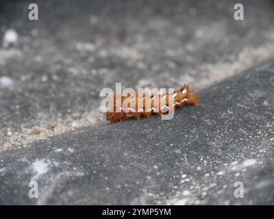 Die bunte und haarige raupe der Knotengrasmotte Acronicta rumicis auf einer grauen Steinplatte Stockfoto