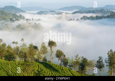 Tee Estate im Morgennebel, Hapatule, Southern Highlands, Sri Lanka Stockfoto