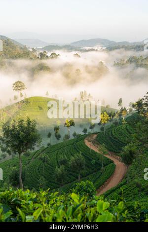 Tee Estate im Morgennebel, Hapatule, Southern Highlands, Sri Lanka Stockfoto