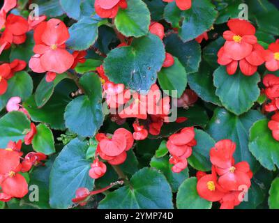 Hintergrund, rote Begonienblüten inmitten dicker grüner Blätter. Herbstblumen. Stockfoto