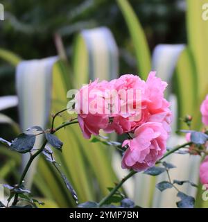Schöne rosa Pfingstrosen Blüten in Blüte. Quadratischer Rahmen, Nahblumen und grüne Blätter. Stockfoto
