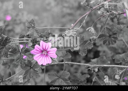 Nahaufnahme einer rosafarbenen Malvenblume mit grauen Blättern und einem grauen, verschwommenen Hintergrund. Stockfoto