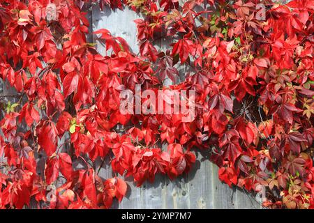 Leuchtend rote Virginia Creeper Blätter. Farbenfroher roter Hintergrund. Stockfoto
