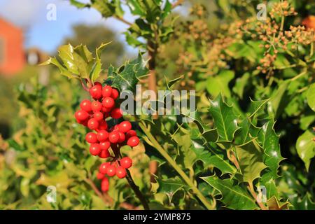 Haufen leuchtender roter stechpalmenbeeren auf einem Stamm aus scharfen Blättern, Hintergrund verschwommen. Stockfoto