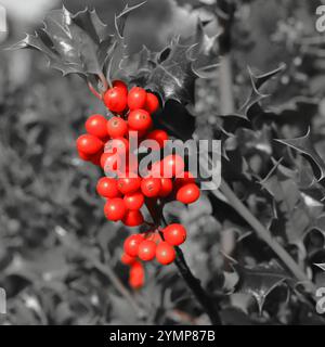 Quadratischer Rahmen, leuchtend festliche rote stechpalmenbeeren, verschwommener grauer Hintergrund der Blätter. Stockfoto