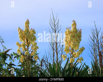 Yucca filamentosa, Adams Nadel und Garn, eine hohe Pflanze mit schönen und reichlich gelben Blüten, hier vor blauem Himmel. Stockfoto