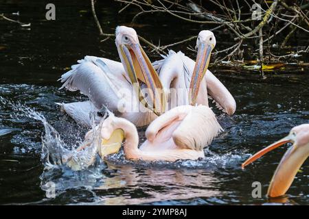 London, Großbritannien. November 2024. Die sechs großen weißen Pelikane (Pelecanus onocrotalus), die im St. James' Park leben, genießen ihren Tag, während sie sich in der wunderschönen Sonne sonnen, bevor sie täglich von einem der Park-Ranger mit Fischen füttern. Die Pelikane, genannt Gargi, Isla, Tiffany, Sun, Moon und Star bewegen sich frei im Park, werden aber von Mitarbeitern des Royal Parks betreut, die sich sehr um ihr Wohlergehen kümmern. Quelle: Imageplotter/Alamy Live News Stockfoto