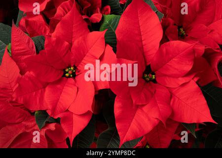 Rote Weihnachtsstern in der Saison Stockfoto