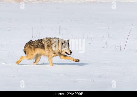 Grauwolf (Canis Lupus) läuft Right Paw Extended Winter - Gefangener Tier Stockfoto