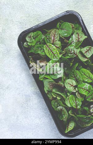 Sauerampfer, Bloody Mary, frische Sauerampfer-Blätter, mit roten Adern, Mikrogrün, in einem schwarzen Behälter Stockfoto