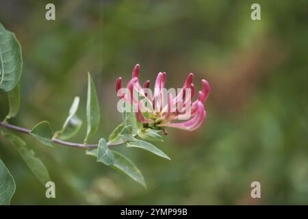 Nahaufnahme von Honigsauger, Lonicera Periklymenum, Blume Stockfoto