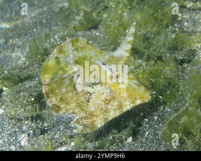 Gut getarnte Fische, Seegrasfilefische (Acreichthys tomentosus), auf dem Sandboden in grüner Umgebung, Tauchplatz Secret Bay, Gilimanuk, Bali, I Stockfoto