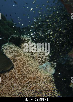 Ein gut getarnter Fisch, ein Schaukelfisch (Taenianotus triacanthus), lauert als Beute in einer riesigen Fächerkoralle (Annella mollis), Glasfische schwimmen darüber, div Stockfoto