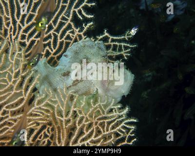 Ein gut getarnter Fisch, ein Schaukelfisch (Taenianotus triacanthus), in einer riesigen Fächerkoralle (Annella mollis) in der Unterwasserwelt, Tauchplatz Pidada, PE Stockfoto