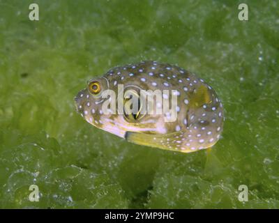 Ein kugelförmiger Fisch, Weißfleckenpufferfisch (Arothron hispidus), der in einer grünen Algenumgebung schwimmt, Tauchplatz Secret Bay, Gilimanuk, Bali Stockfoto