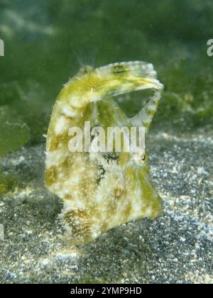 Tarnfische, Seegrasfilefische (Acreichthys tomentosus), im Sand mit grünlichen Algen, perfekt an die Umgebung angepasst, Tauchplatz Secret Stockfoto