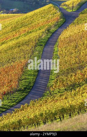 Ein gewundener Pfad durch farbenfrohe Weinberge in herbstlicher Landschaft unter sonnigem Himmel, Baden-Württemberg, Deutschland, Europa Stockfoto