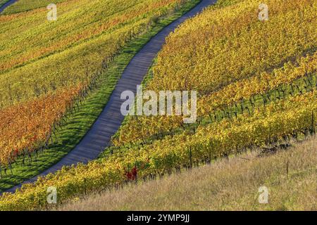 Ein gewundener Pfad durch farbenfrohe Weinberge in herbstlicher Landschaft unter sonnigem Himmel, Baden-Württemberg, Deutschland, Europa Stockfoto