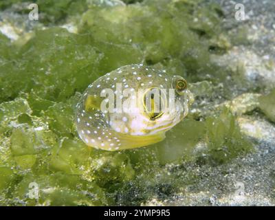 Ein gefleckter Jungfisch, Weißfleckenpufferfisch (Arothron hispidus), Jungfisch, schwimmt zwischen grünen Algen auf dem Meeresboden, Tauchplatz Secret Bay, Gilimanuk Stockfoto