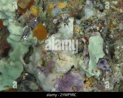 Ein gut getarnter Fisch, der Schaukelfisch (Taenianotus triacanthus), in einem farbenfrohen Korallenriff, Tauchplätze in der Nähe, Permuteran, Bali, Indonesi Stockfoto